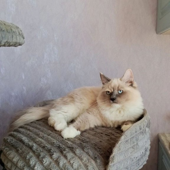 Siberian REZ Liana