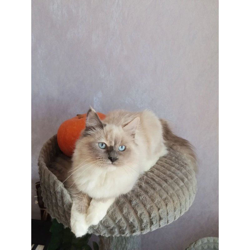 Siberian REZ Liana