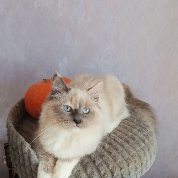 Siberian REZ Liana