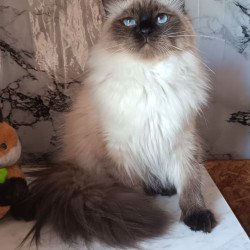 Siberian REZ Taiga