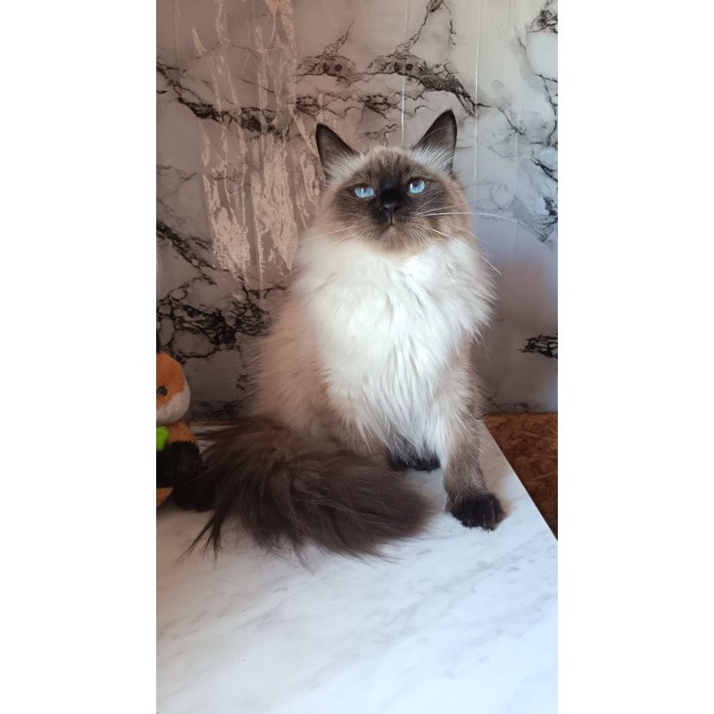 Siberian REZ Taiga