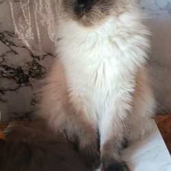 Siberian REZ Taiga