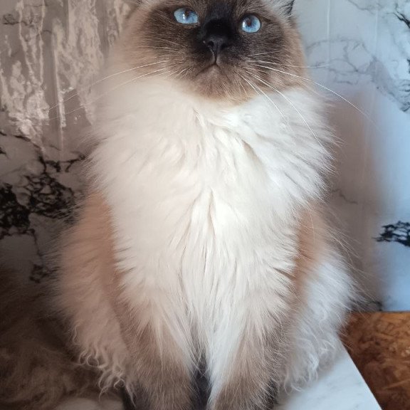 Siberian REZ Taiga