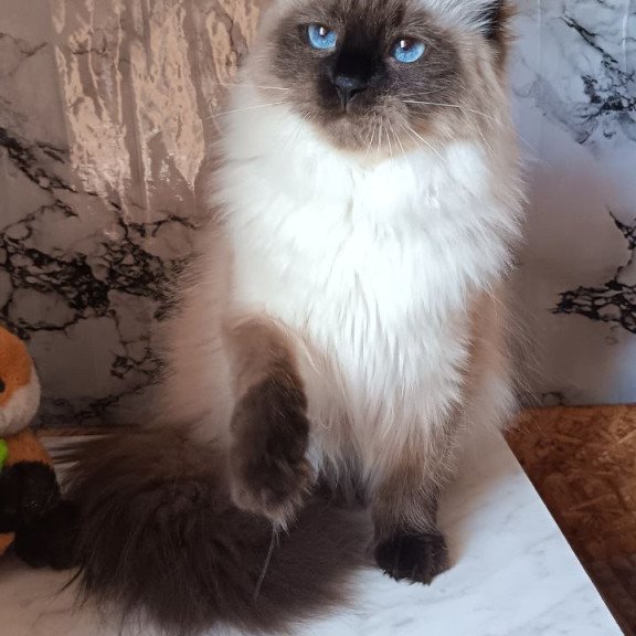 Siberian REZ Taiga