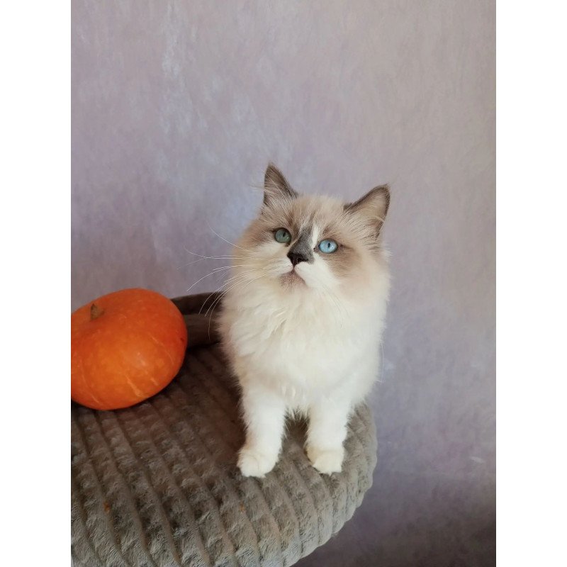 Siberian REZ Liliya