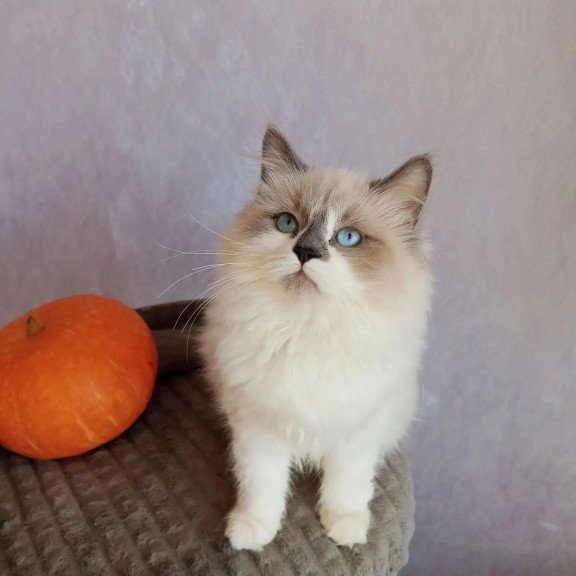 Siberian REZ Liliya