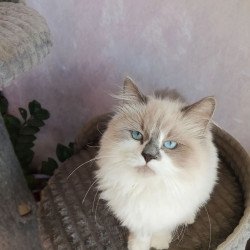 Siberian REZ Liliya