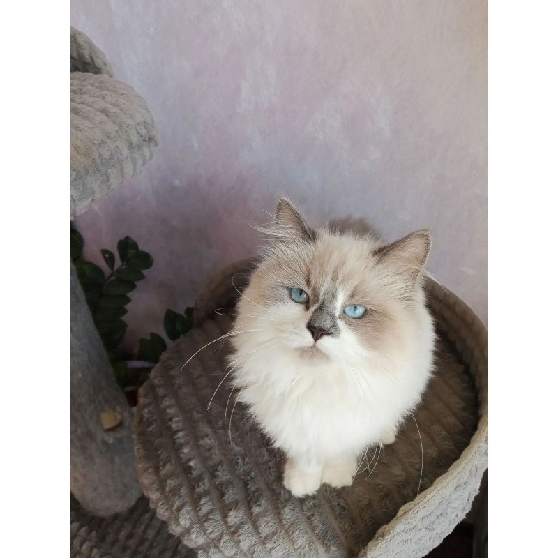 Siberian REZ Liliya