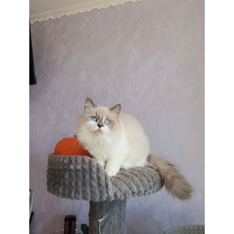 Siberian REZ Liliya