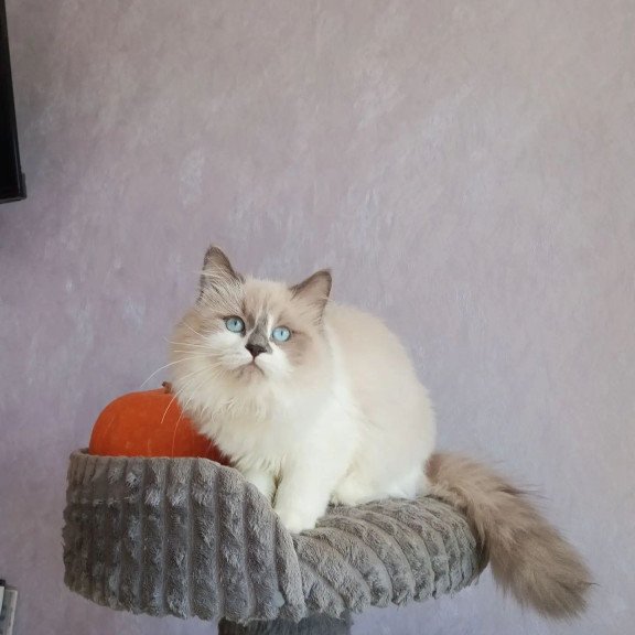 Siberian REZ Liliya