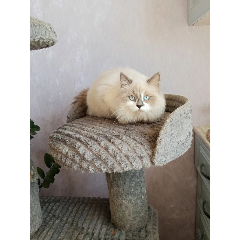 Siberian REZ Liliya
