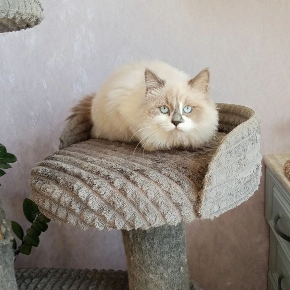 Siberian REZ Liliya