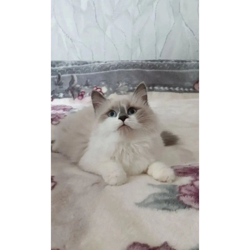 Siberian REZ Liliya