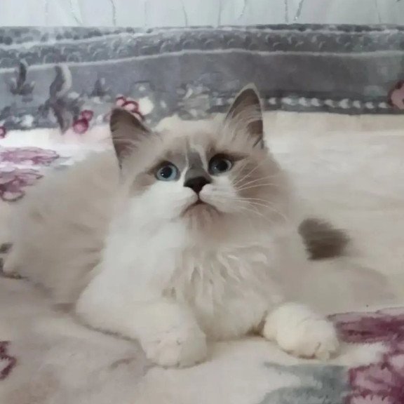 Siberian REZ Liliya