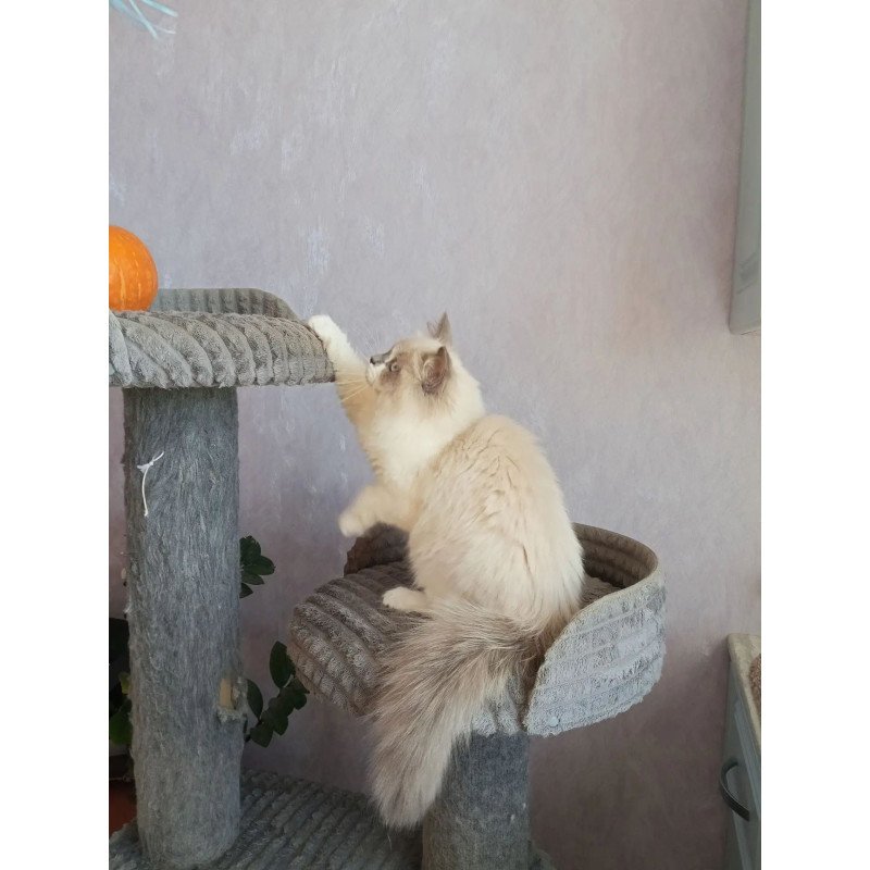 Siberian REZ Liliya