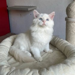 Siberian REZ Mikaela