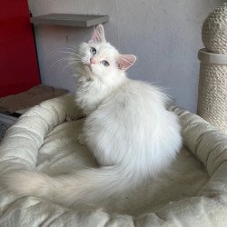 Siberian REZ Mikaela