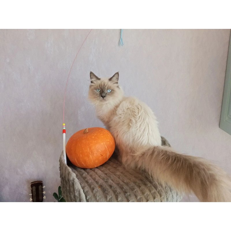Siberian REZ Legolas