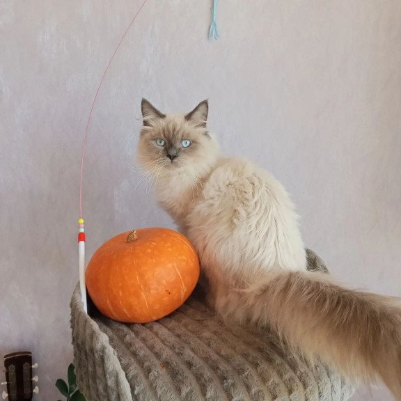 Siberian REZ Legolas