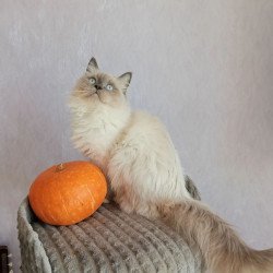 Siberian REZ Legolas