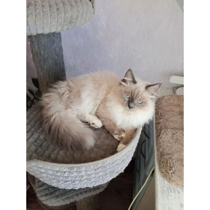Siberian REZ Legolas
