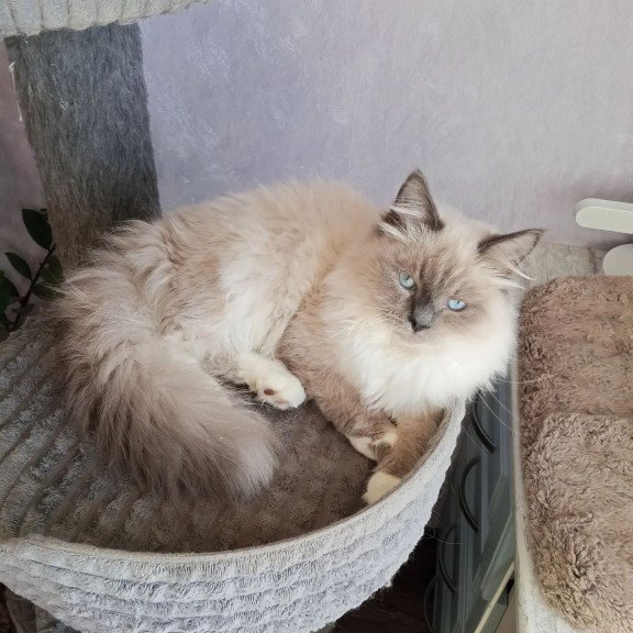 Siberian REZ Legolas