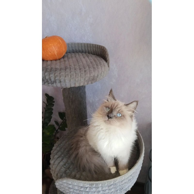 Siberian REZ Legolas