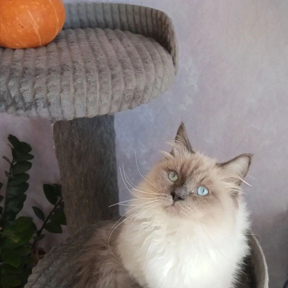 Siberian REZ Legolas