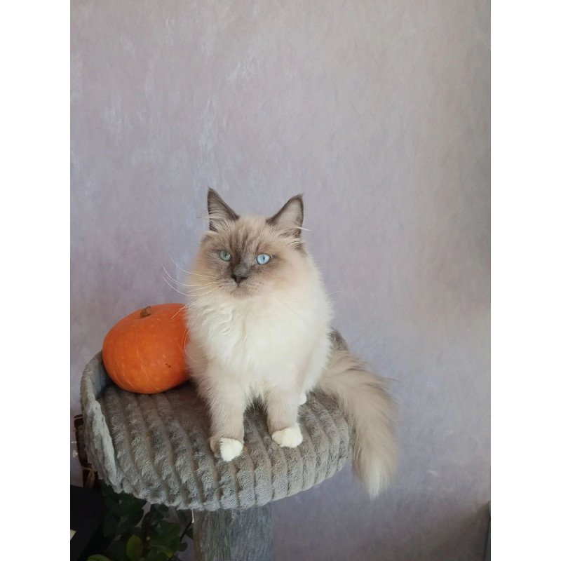Siberian REZ Legolas