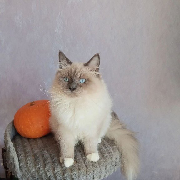 Siberian REZ Legolas