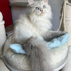 Siberian REZ Yastreb