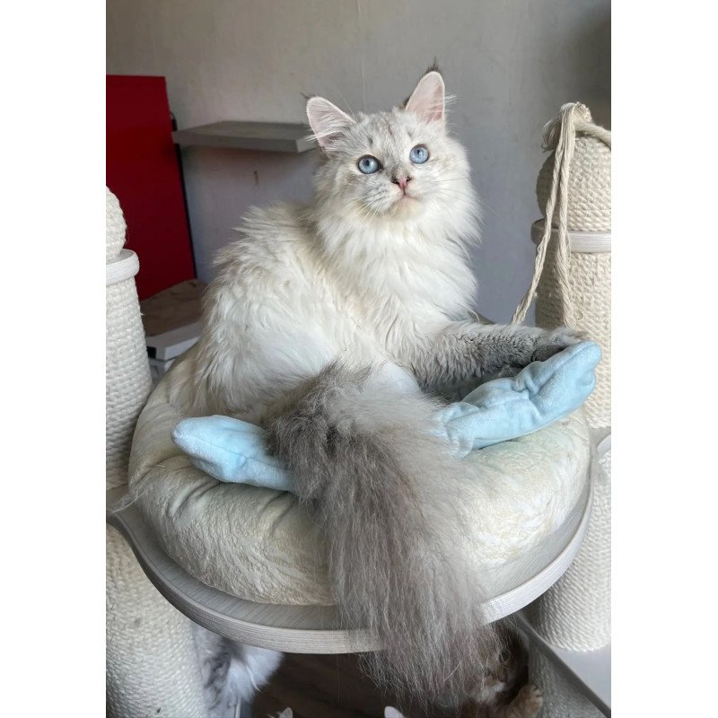 Siberian REZ Yastreb