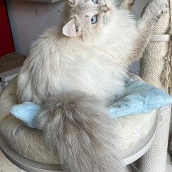 Siberian REZ Yastreb