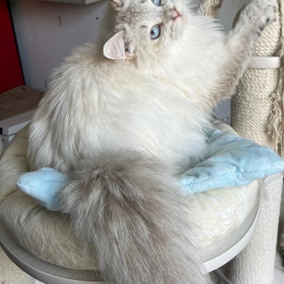 Siberian REZ Yastreb