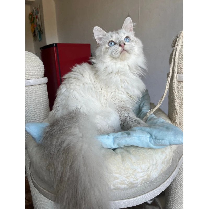 Siberian REZ Yastreb
