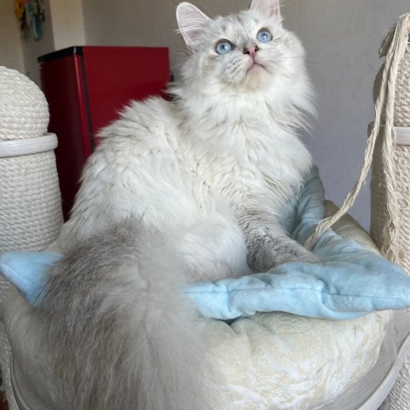 Siberian REZ Yastreb