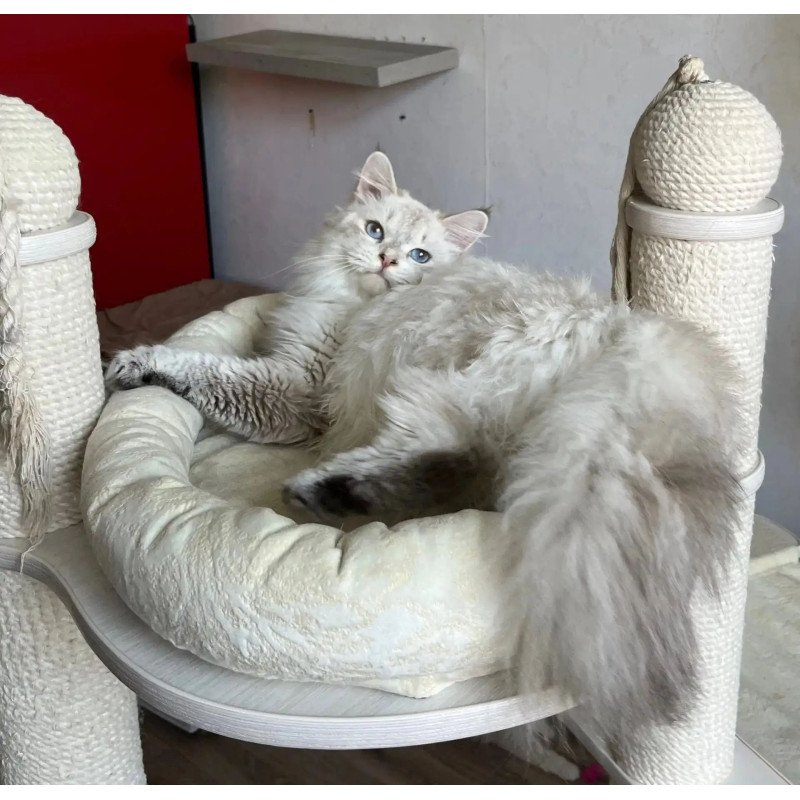 Siberian REZ Yastreb