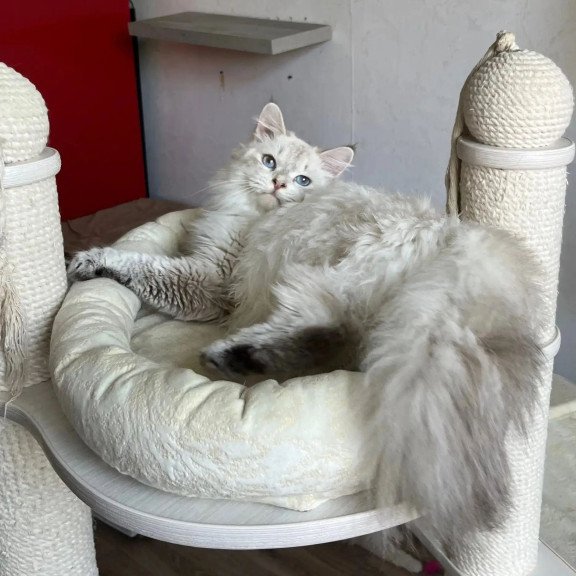 Siberian REZ Yastreb
