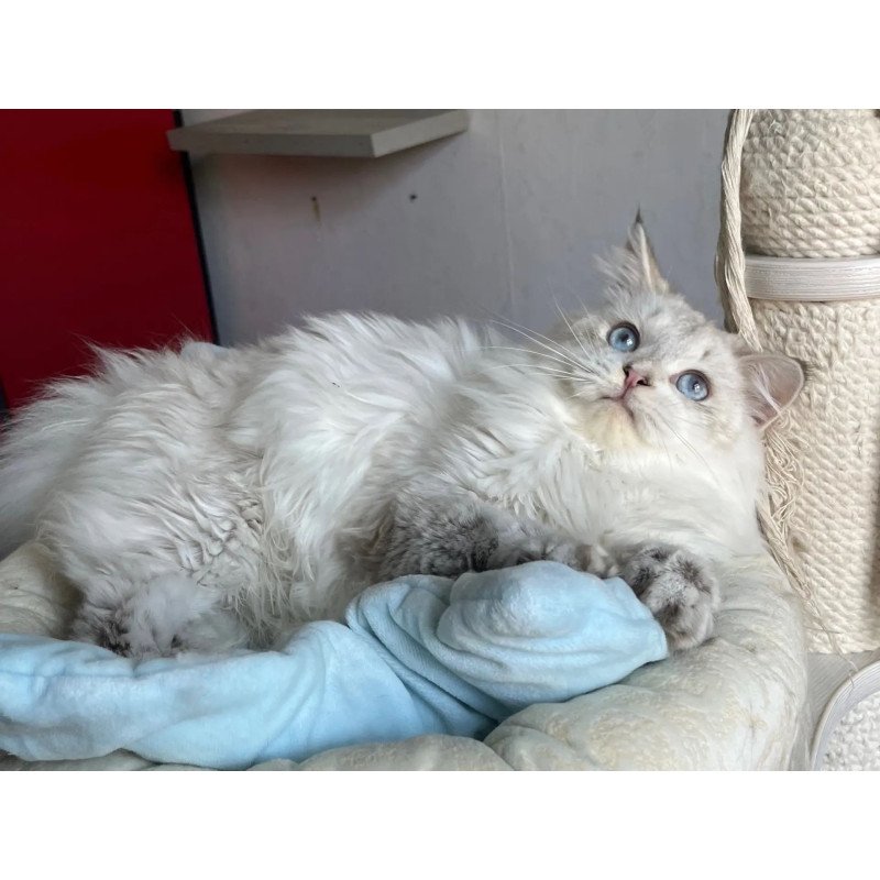 Siberian REZ Yastreb