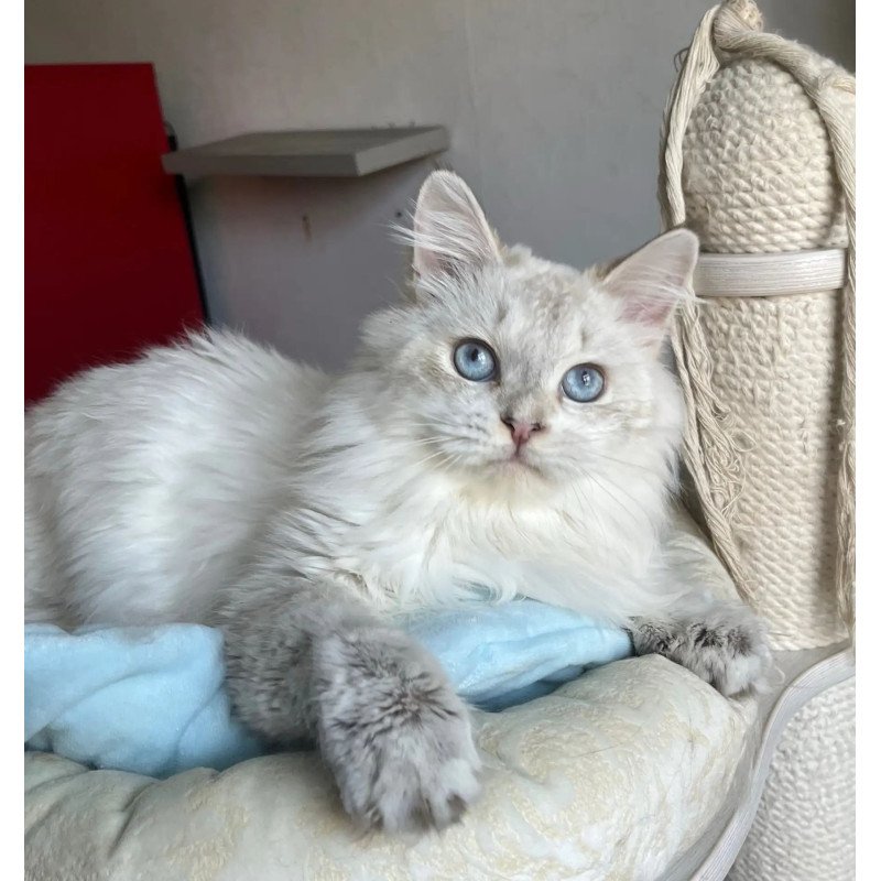 Siberian REZ Yastreb