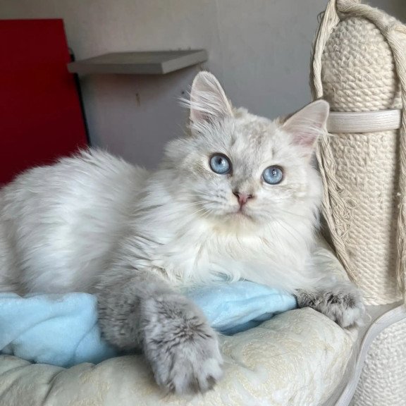 Siberian REZ Yastreb