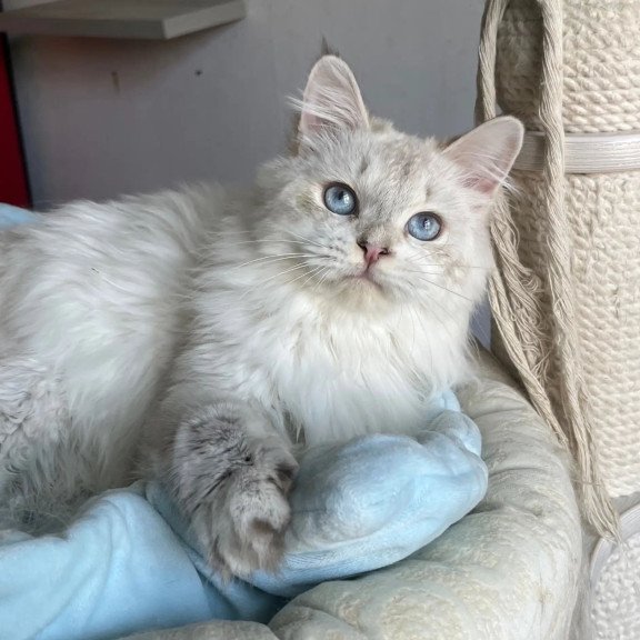 Siberian REZ Yastreb