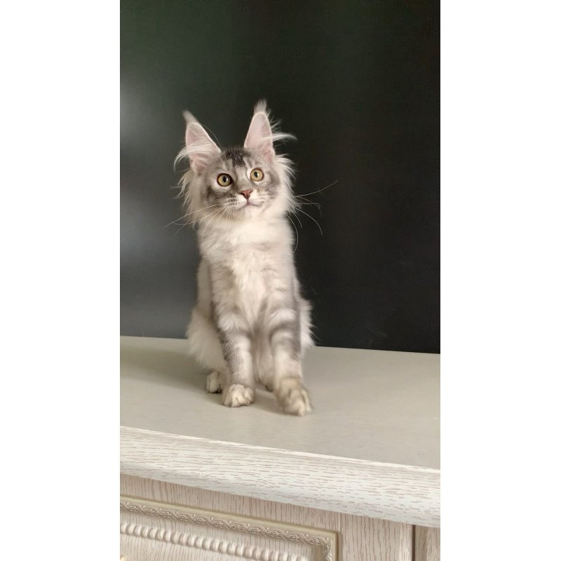 Maine Coon NOV Orchid