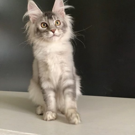 Maine Coon NOV Orchid