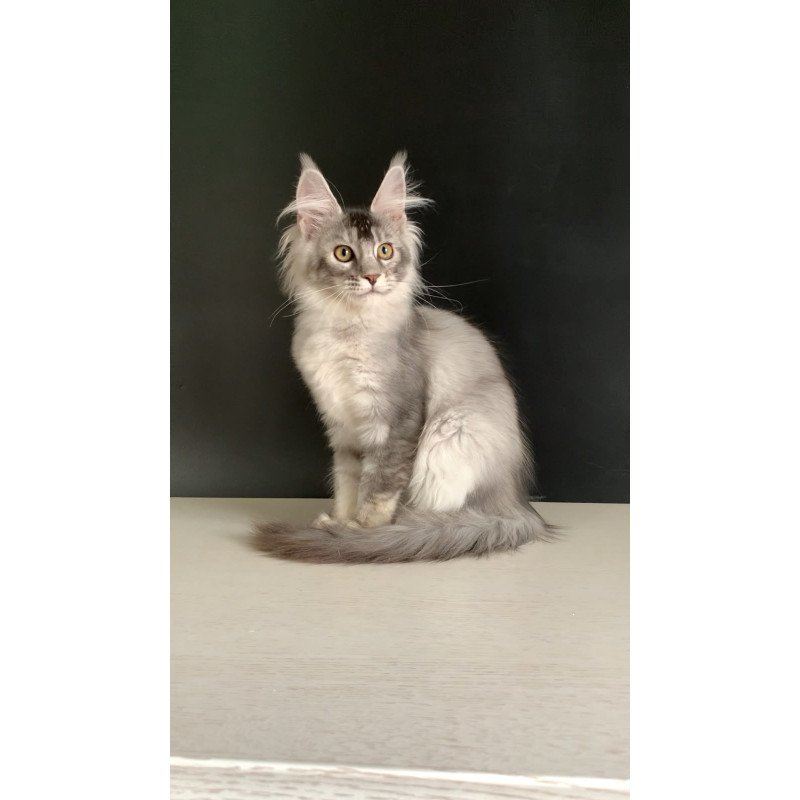 Maine Coon NOV Orchid