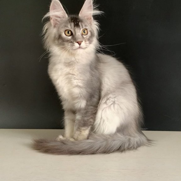 Maine Coon NOV Orchid