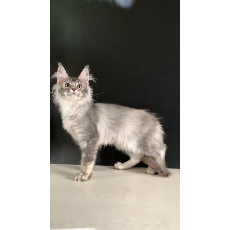 Maine Coon NOV Orchid