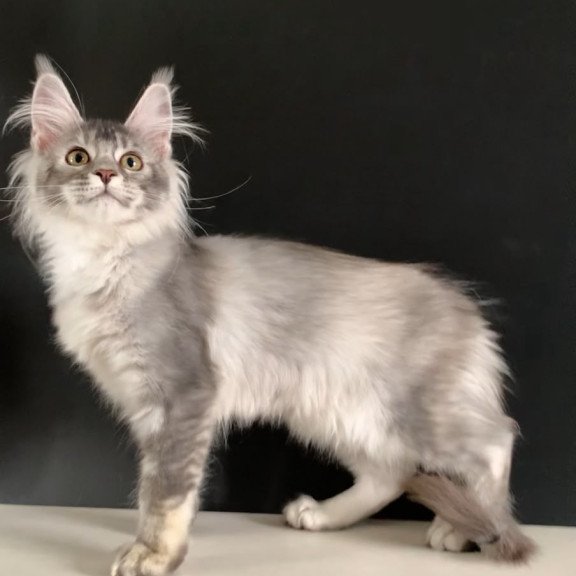 Maine Coon NOV Orchid