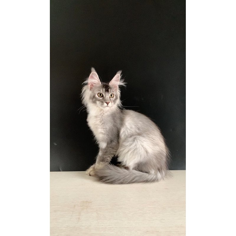 Maine Coon NOV Orchid