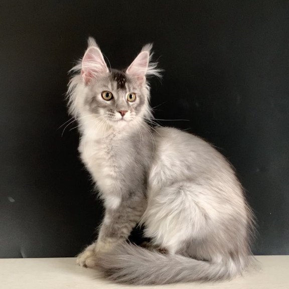 Maine Coon NOV Orchid